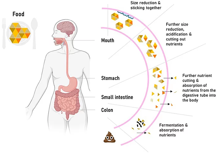 From Chew to Poo—How a Food's Structure Changes Digestion ...